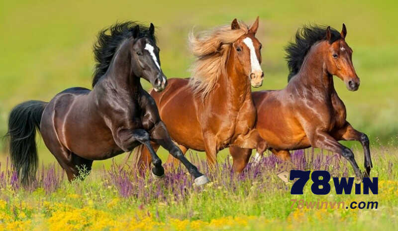Mơ thấy ngựa với các màu sắc khác nhau